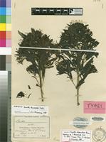 Isotype of Pavetta alexandrae Bremek. [family RUBIACEAE]