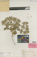 Syntype of Actinolema macrolema Boiss. [family UMBELLIFERAE]