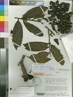 Holotype of Duguetia dilabens Chatrou & Repetur [family ANNONACEAE]