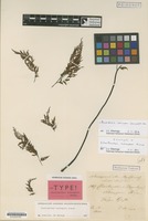 Isotype of Cheilanthes schimperi Kunze [family ADIANTACEAE]