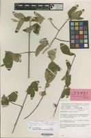 Isotype of Tapiphyllum burnettii Tennant [family RUBIACEAE]