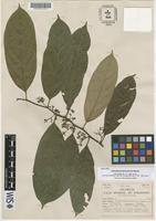 Isotype of Discophora panamensis Standl. [family ICACINACEAE]