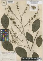 Isotype of Homalium columbianum S.F.Blake [family FLACOURTIACEAE]