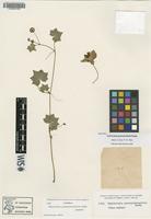 Isotype of Hydrocotyle grossulariifolia Rusby [family APIACEAE]
