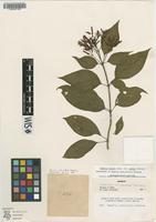 Isosyntype of Hamelia pedicellata Wernham [family RUBIACEAE]