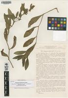 Isotype of Polygonum subsericeum Popov [family POLYGONACEAE]