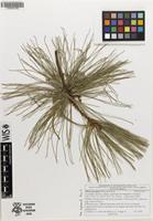 Isotype of Pinus georginae Pérez de la Rosa [family PINACEAE]