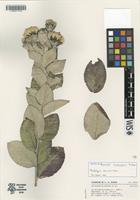 Isotype of Acourtia hintoniorum B.L.Turner [family ASTERACEAE]