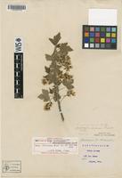 Holotype of Ribes americanum Mill. f. pauciglandulosum Fassett [family GROSSULARIACEAE]