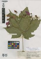 Holotype of Rubus odoratus L. f. paraheteradenius Fassett [family ROSACEAE]