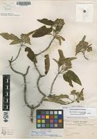 Isotype of Gynoxys glabriuscula Rusby [family ASTERACEAE]