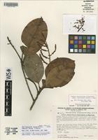Isotype of Perissocarpa steyermarkii (Maguire) Steyerm. & Maguire subsp. tachirensis Steyerm. & Maguire [family OCHNACEAE]