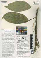 Holotype of Quararibea gomeziana W.S.Alverson [family BOMBACACEAE]