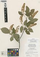 Epitype of Prunus canadensis L. [family ROSACEAE]
