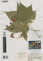 Isotype of Rubus odoratus L. f. paraheteradenius Fassett [family ROSACEAE]