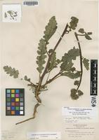Isotype of Phacelia crenulata Torr. ex S.Watson var. funera J.W.Voss ex Munz [family HYDROPHYLLACEAE]