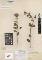 Isotype of Gynoxys megacephala Rusby [family ASTERACEAE]