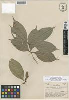 Isotype of Quiina panamensis A.C.Sm. [family QUIINACEAE]