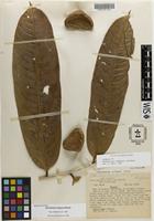 Isolectotype of Eschweilera rimbachii Standl. [family LECYTHIDACEAE]