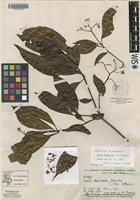 Isotype of Cordia lomatoloba I.M.Johnst. [family BORAGINACEAE]