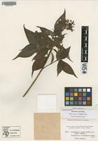 Type ? of Rondeletia ovata Rusby [family RUBIACEAE]
