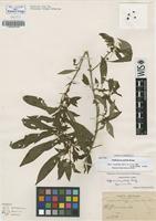 Isotype of Hoffmannia pallida Rusby [family RUBIACEAE]