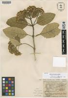 Isotype of Gynoxys florulenta Cuatrec. [family ASTERACEAE]