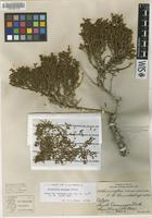 Isotype of Allenrolfea mexicana Lundell [family CHENOPODIACEAE]