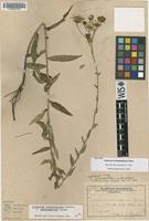 Isotype of Hieracium mineapolitanum Gand. [family ASTERACEAE]
