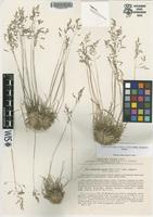 Isotype of Catabrosella humilis (M.Bieb.) Tzvelev subsp. songorica Tzvelev [family POACEAE]