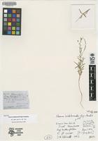 Isotype of Cleome hildebrandtii Gilg & Gilg-Ben. [family CAPPARIDACEAE]