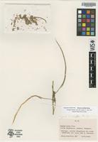Isotype of Cleome scheffleri Briq. [family CAPPARIDACEAE]