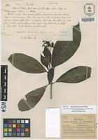 Isotype of Psychotria jamesoniana Standl. [family RUBIACEAE]