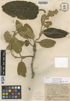 Isotype of Gynoxys induta Cuatrec. [family ASTERACEAE]