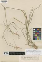 Isotype of Hordeum cordobense Bothmer, N.Jacobsen & Nicora [family POACEAE]