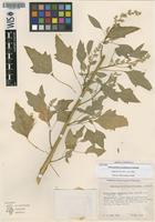 Isotype of Chenopodium pueblense H.S.Reed [family CHENOPODIACEAE]