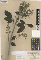 Isotype of Vitex gaumeri Greenm. [family VERBENACEAE]