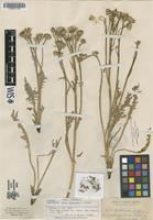 Type? of Crepis modocensis Greene [family ASTERACEAE]