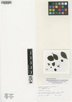 Holotype of Coprosma ochracea W.R.B.Oliv. var. kaalae H.St.John [family RUBIACEAE]