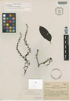 Isotype of Coccoloba filipes Standl. [family POLYGONACEAE]