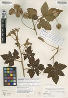 Syntype of Serjania columbiana Radlk. [family SAPINDACEAE]