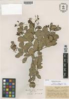 Isotype of Maniltoa minor A.C.Sm. [family CAESALPINIACEAE]