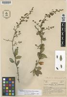 Holotype of Pithecellobium littorale Britton & Rose ex Record [family MIMOSACEAE]