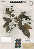 Isotype of Guioa capillacea A.C.Sm. [family SAPINDACEAE]