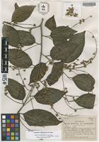Isotype of Homalium columbianum S.F.Blake [family FLACOURTIACEAE]