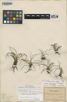 Isotype of Isoetes hieroglyphica A.A.Eaton [family ISOETACEAE]