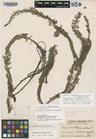 Holotype of Myriophyllum verticillatum L. var. cheneyi Fassett [family HALORAGACEAE]