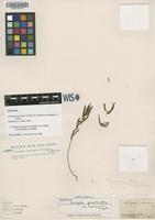 Isotype of Acalypha gracilens A.Gray var. monococca Engelm. ex A.Gray [family EUPHORBIACEAE]