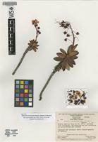Isotype of Adenanthe bicarpellata Maguire, Steyerm. & Wurdack [family OCHNACEAE]