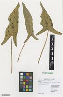 Nomenclatural Standard of Arum maculatum L. [family ARACEAE]